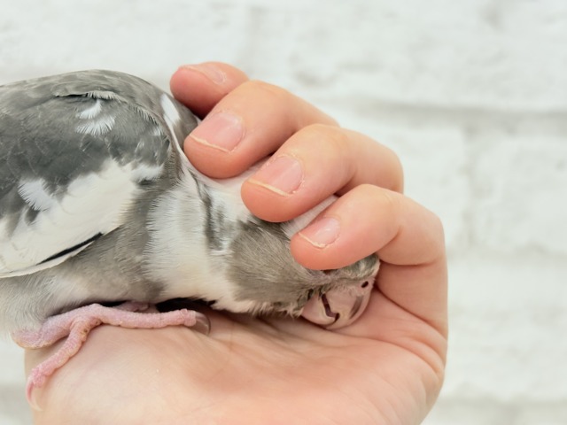 【最新画像更新🪄ひとり餌になりました☆】愛嬌たっぷり♡オカメインコ(WFパイド) ヒナ オカメインコ