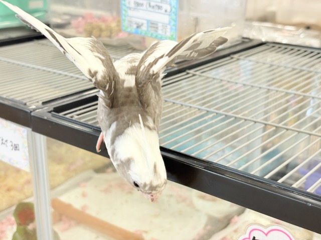 オカメインコ