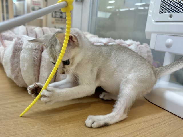 シンガプーラ