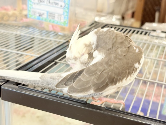オカメインコ