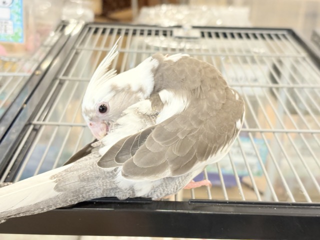 オカメインコ