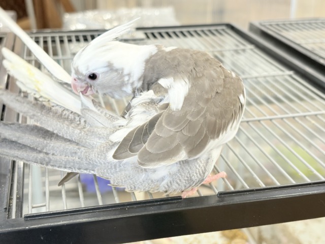 オカメインコ