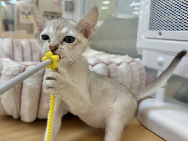 シンガプーラ