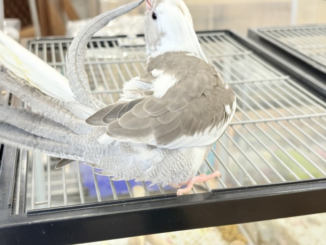 【最新画像更新🪄ひとり餌になりました☆】愛嬌たっぷり♡オカメインコ(WFパイド) ヒナ オカメインコ