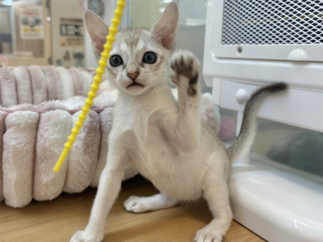 シンガプーラ