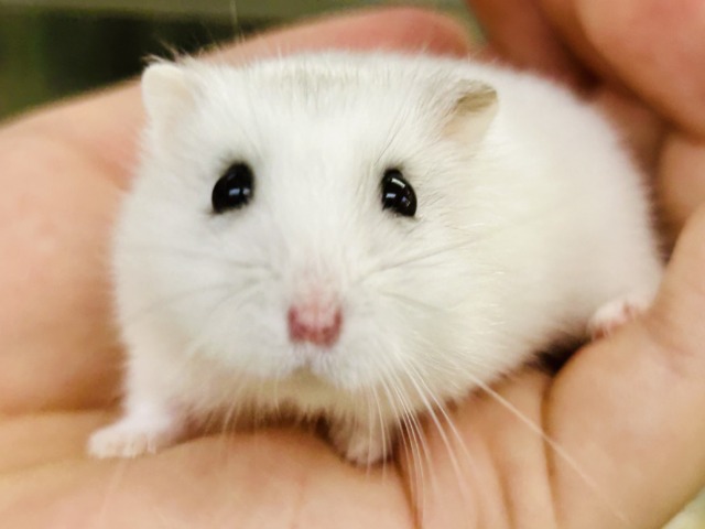 わんぱくな小さな巨人(●´ω`●) ドワーフハムスター ドワーフハムスター