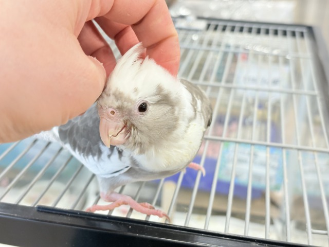 オカメインコ