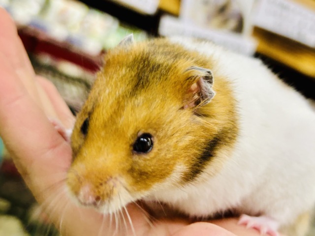 むっちムチ! ゴールデンハムスターズ🐹 ゴールデンハムスター