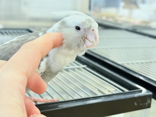 オカメインコ