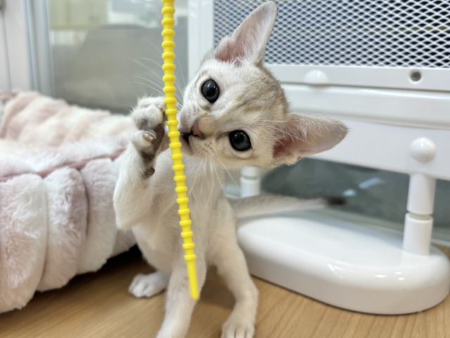 シンガプーラ