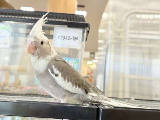 【最新画像更新🪄ひとり餌になりました☆】愛嬌たっぷり♡オカメインコ(WFパイド) ヒナ オカメインコ