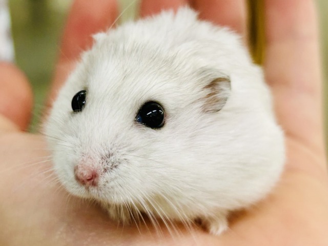 わんぱくな小さな巨人(●´ω`●) ドワーフハムスター ドワーフハムスター