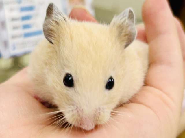 むっちムチ! ゴールデンハムスターズ🐹 ゴールデンハムスター
