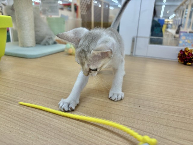 シンガプーラ