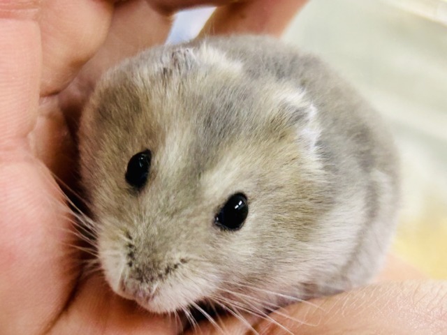 わんぱくな小さな巨人(●´ω`●) ドワーフハムスター ドワーフハムスター