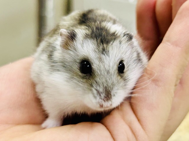 わんぱくな小さな巨人(●´ω`●) ドワーフハムスター ドワーフハムスター