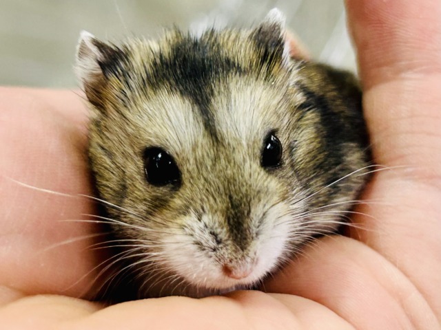 わんぱくな小さな巨人(●´ω`●) ドワーフハムスター ドワーフハムスター