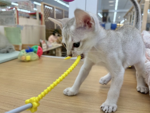 シンガプーラ
