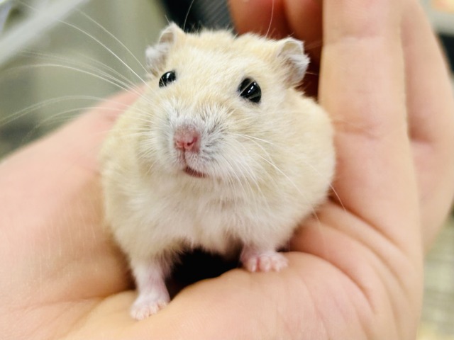 わんぱくな小さな巨人(●´ω`●) ドワーフハムスター ドワーフハムスター