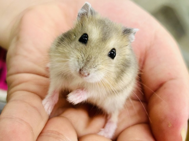 わんぱくな小さな巨人(●´ω`●) ドワーフハムスター ドワーフハムスター