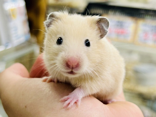 むっちムチ! ゴールデンハムスターズ🐹 ゴールデンハムスター