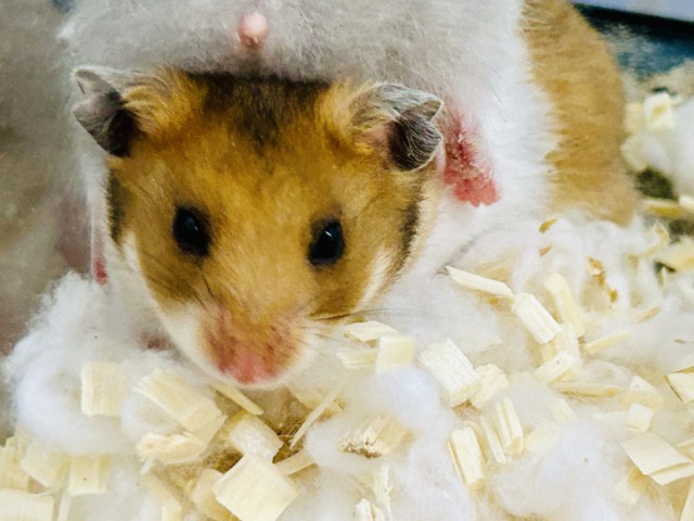 むっちムチ! ゴールデンハムスターズ🐹 ゴールデンハムスター