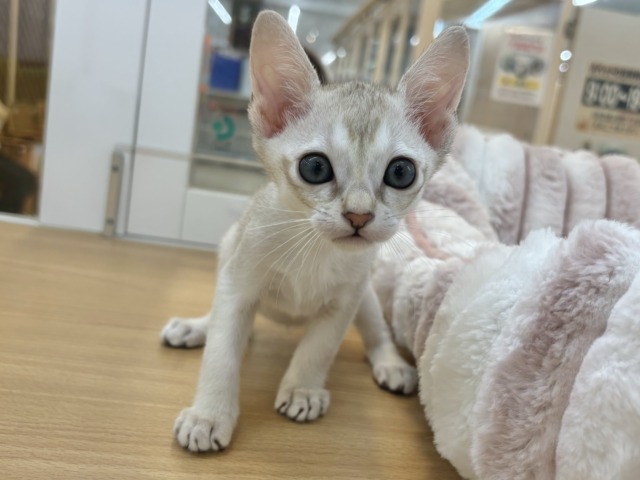 シンガプーラ