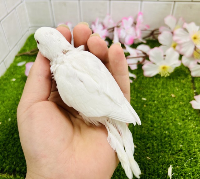 【最新画像更新☆☆】パヤパヤっとBABY🍼 セキセイインコ セキセイインコ
