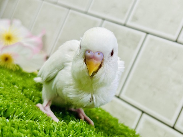 【最新画像更新☆☆】パヤパヤっとBABY🍼 セキセイインコ セキセイインコ