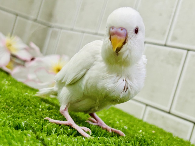【最新画像更新☆☆】パヤパヤっとBABY🍼 セキセイインコ セキセイインコ