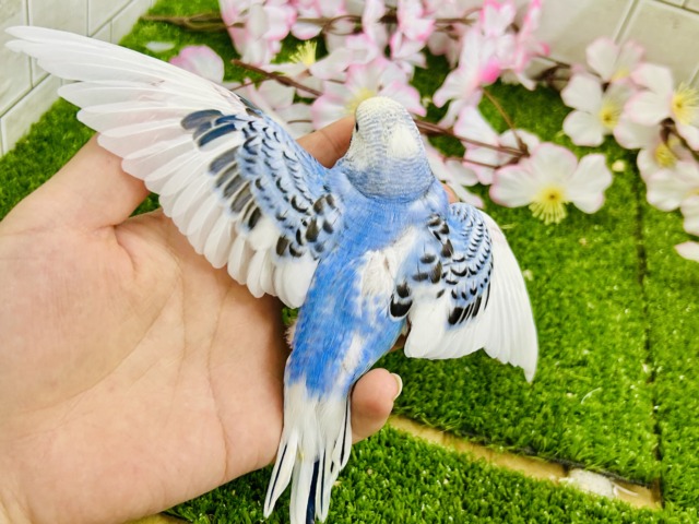 【最新画像更新☆☆】ナンバーワンよりもオンリーワン! セキセイインコ セキセイインコ