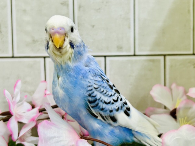 【最新画像更新☆☆】ナンバーワンよりもオンリーワン! セキセイインコ セキセイインコ