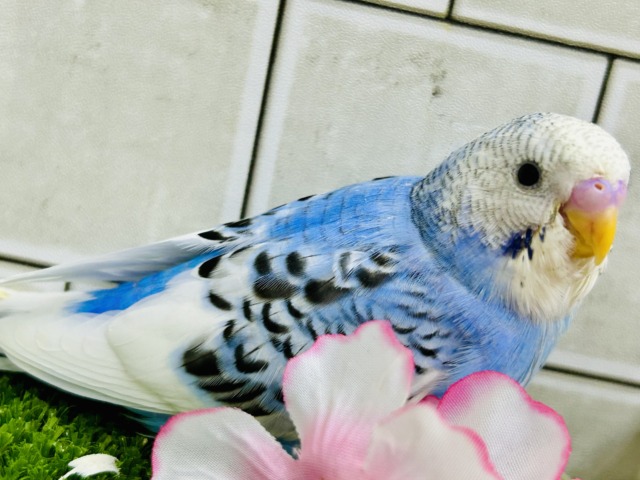 【最新画像更新☆☆】ナンバーワンよりもオンリーワン! セキセイインコ セキセイインコ