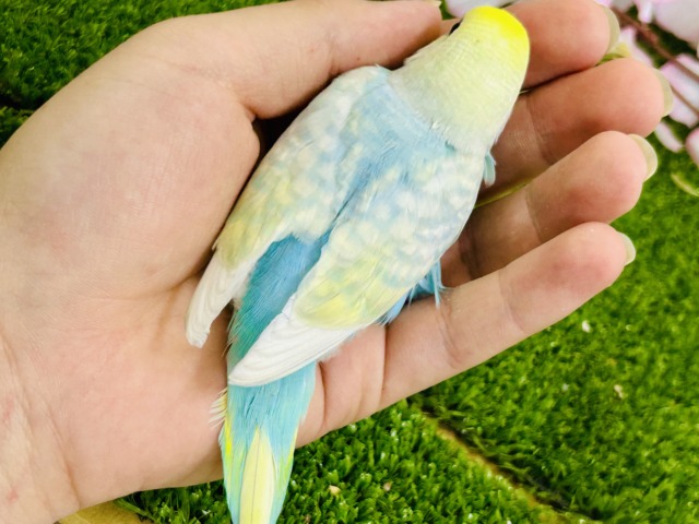 みんなを魅了しちゃう魅惑のレインボー🌈 セキセイインコ セキセイインコ