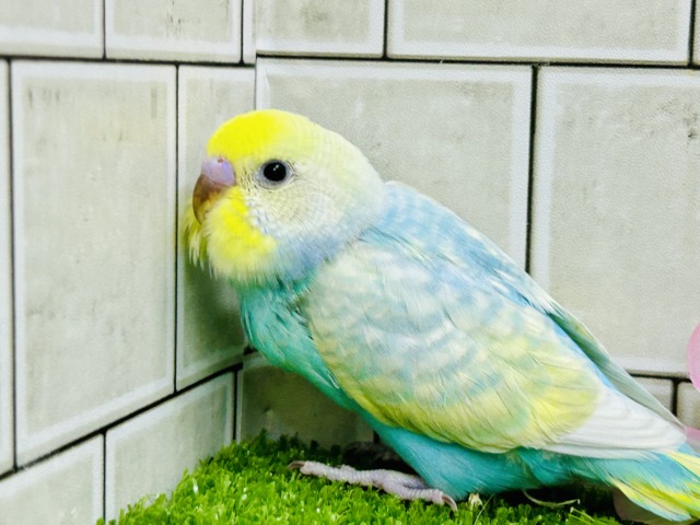 みんなを魅了しちゃう魅惑のレインボー🌈 セキセイインコ セキセイインコ
