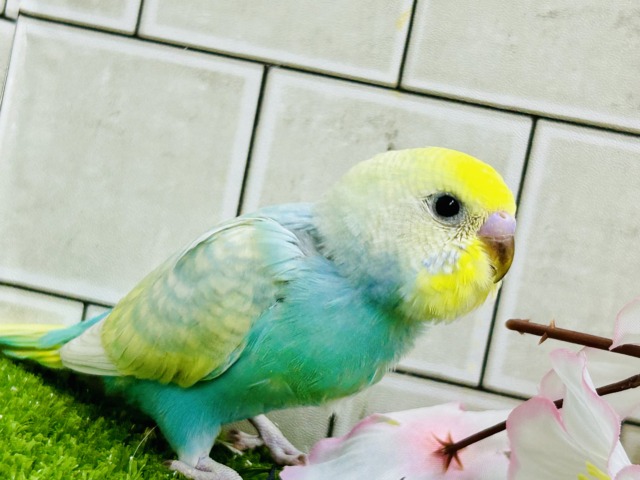 みんなを魅了しちゃう魅惑のレインボー🌈 セキセイインコ セキセイインコ