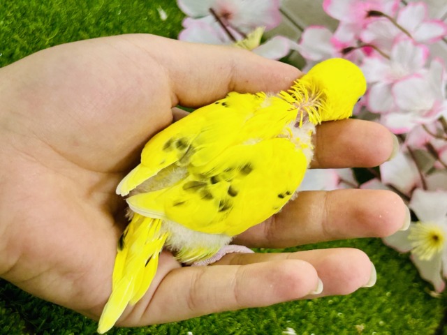 今回は主張少な目なトラ柄?? セキセイインコ セキセイインコ