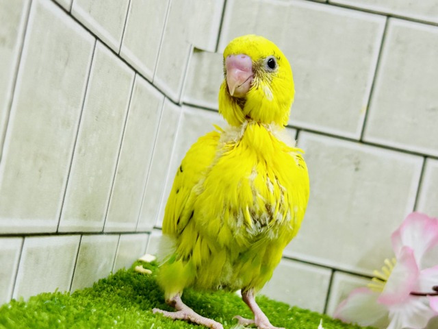 今回は主張少な目なトラ柄?? セキセイインコ セキセイインコ