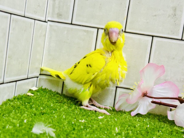 今回は主張少な目なトラ柄?? セキセイインコ セキセイインコ