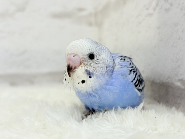 【最新画像更新🪄】わた毛に包まれた妖精さん🐣🌟セキセイインコ(オパーリン) ヒナ セキセイインコ