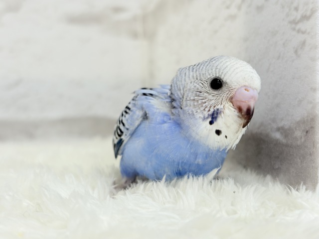 【最新画像更新🪄】わた毛に包まれた妖精さん🐣🌟セキセイインコ(オパーリン) ヒナ セキセイインコ