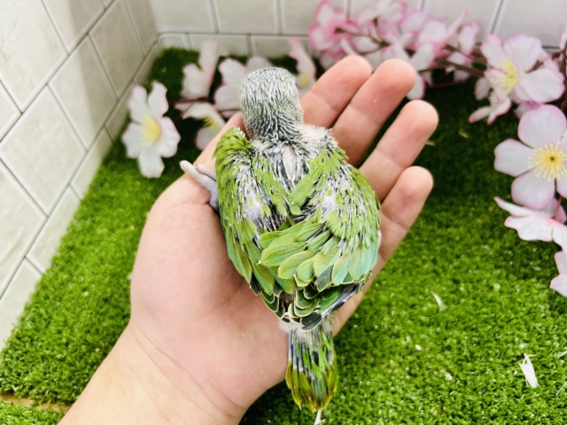 【最新画像更新☆☆】かなりお久しぶりの入舎では?? ワカケホンセイインコ ワカケホンセイインコ(月の輪インコ)