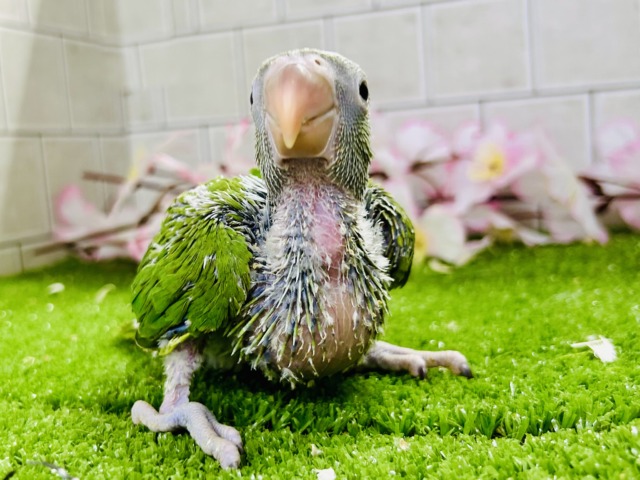 ワカケホンセイインコ（月の輪インコ）