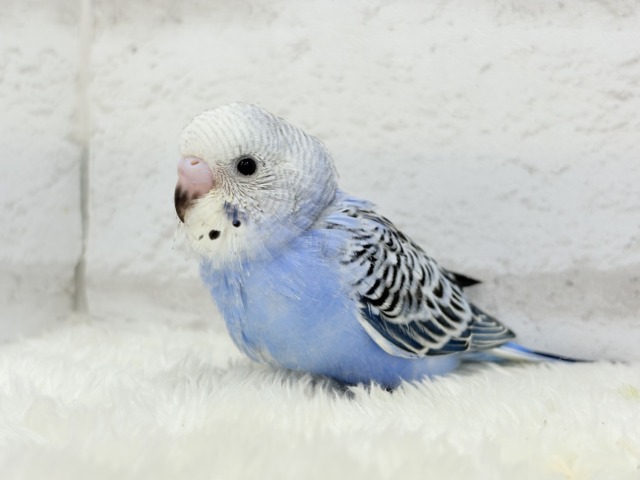 【最新画像更新🪄】わた毛に包まれた妖精さん🐣🌟セキセイインコ(オパーリン) ヒナ セキセイインコ