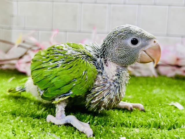 ワカケホンセイインコ（月の輪インコ）