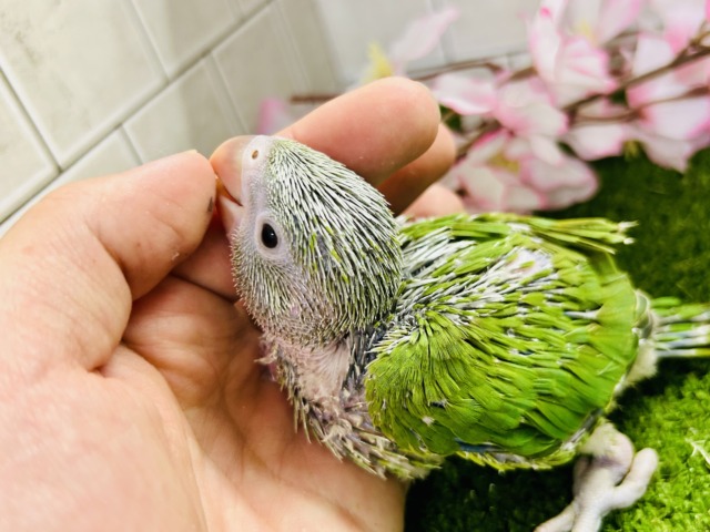 ワカケホンセイインコ（月の輪インコ）