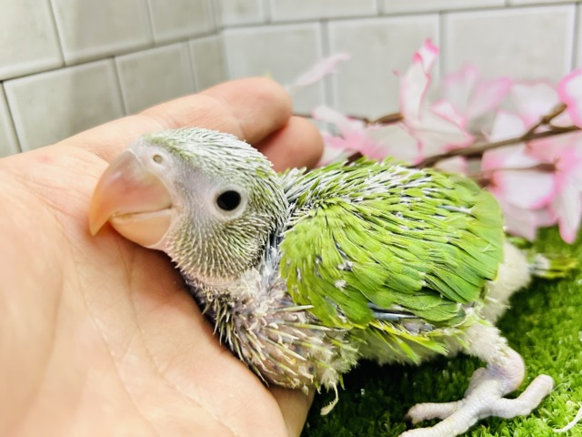 ワカケホンセイインコ（月の輪インコ）