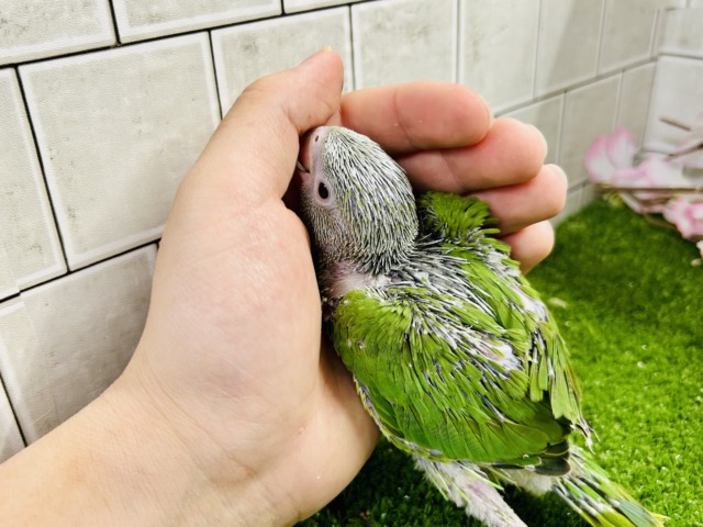 【最新画像更新☆☆】かなりお久しぶりの入舎では?? ワカケホンセイインコ ワカケホンセイインコ(月の輪インコ)