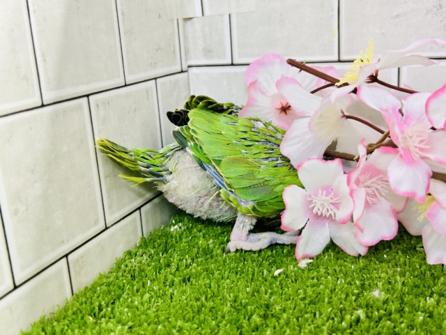 【最新画像更新☆☆】かなりお久しぶりの入舎では?? ワカケホンセイインコ ワカケホンセイインコ(月の輪インコ)