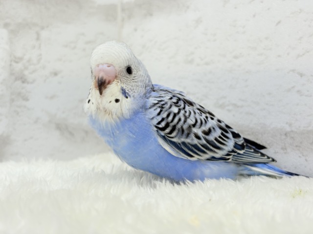 【最新画像更新🪄】わた毛に包まれた妖精さん🐣🌟セキセイインコ(オパーリン) ヒナ セキセイインコ